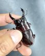 画像2: レギウスオオツヤクワガタ　♂７０ｍｍ／♀４３ｍｍ成虫ペア　 (2)