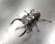 画像1: フォルスターフタマタクワガタ（キヨタミ）　♂６２ｍｍ単品B 品 (1)