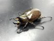 画像1: ヒルスシロカブト　♂５１ｍｍ／♀４４ｍｍ　成虫ペア (1)