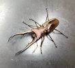 画像1: メタリフェルホソアカクワガタ（ブルーパープル血統）　♂６３ｍｍ成虫ペア　 (1)