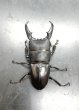 画像2: ヒラタクワガタ（岡山県倉敷市）　♂６１ｍｍ／♀３６ｍｍ　成虫ペア　 (2)