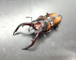 画像1: ミラビリスノコギリ　♂５８ｍｍ／♀３３ｍｍ　成虫ペア (1)