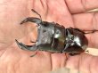 画像3: 台湾オオクワガタ　♂７４ｍｍ／♀４４ｍｍ／♀４３ｍｍ　成虫トリオ　 (3)