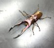 画像1: メタリフェルホソアカクワガタ（ホワイトアイ）　♂６７ｍｍ成虫ペア　 (1)