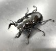 画像1: タランドゥスオオツヤクワガタ　♂７２ｍｍ／♀４６ｍｍ　成虫ペア　 (1)