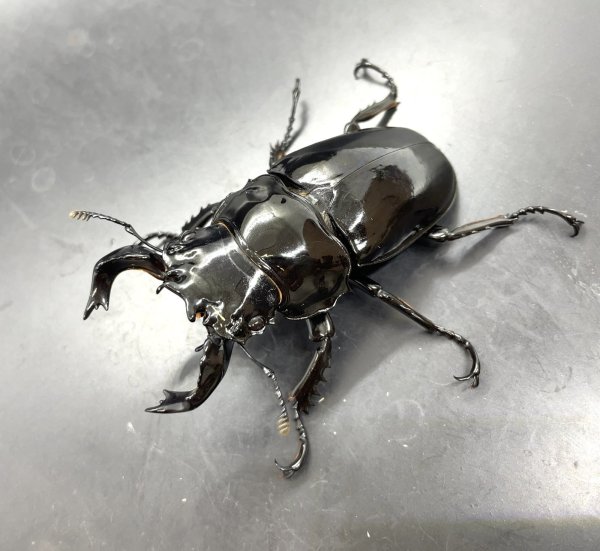 画像1: タランドゥスオオツヤクワガタ　♂７２ｍｍ／♀４６ｍｍ　成虫ペア　 (1)