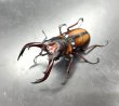 画像1: ミラビリスノコギリ　♂６３ｍｍ／♀３１ｍｍ　成虫ペア (1)