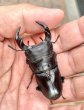 画像1: ■極太血統■ホペイオオクワガタ　♂５８ｍｍ／♀４０ｍｍ　成虫ペア (1)