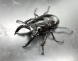 画像1: レギウスオオツヤクワガタ　♂７１ｍｍ／♀４７ｍｍ成虫ペア　 (1)