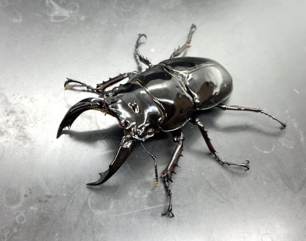 画像1: レギウスオオツヤクワガタ　♂７１ｍｍ／♀４７ｍｍ成虫ペア　 (1)