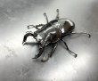 画像1: タランドゥスオオツヤクワガタ　♂７９ｍｍ／♀５２ｍｍ成虫ペア　 (1)