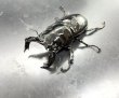 画像1: タランドゥスオオツヤクワガタ　♂７９ｍｍA’／♀５２ｍｍA'　成虫ペア　 (1)