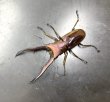 画像1: メタリフェルホソアカクワガタ（ブルーパープル血統）　♂６７ｍｍ成虫ペア　 (1)