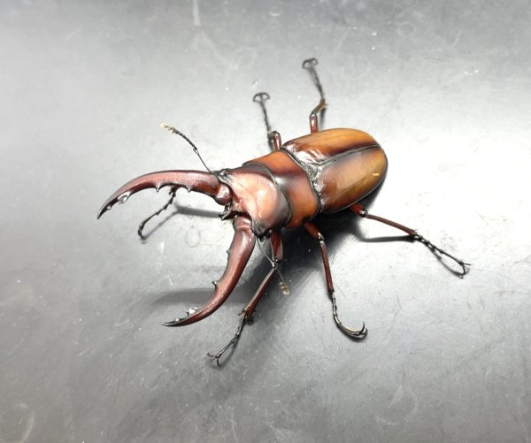 画像1: トカラノコギリクワガタ　♂５４ｍｍ／♀３５ｍｍ　成虫ペア　 (1)