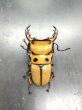 画像2: メリーメンガタクワガタ　♂５０ｍｍ／♀３３ｍｍ　成虫ペア (2)