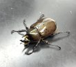 画像2: ヒルスシロカブト　♂５１ｍｍ／♀４４ｍｍ　成虫ペア (2)