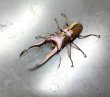 画像2: メタリフェルホソアカクワガタ（ホワイトアイ）　♂６７ｍｍ成虫ペア　 (2)