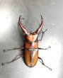 画像2: トカラノコギリクワガタ　♂５４ｍｍ／♀３５ｍｍ　成虫ペア　 (2)