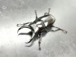 画像1: ドンキエルクワガタ（ハンプイ）　♂５７ｍｍ／♀４４ｍｍ　成虫ペア (1)