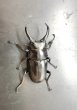 画像2: ドンキエルクワガタ（ハンプイ）　♂５７ｍｍ／♀４４ｍｍ　成虫ペア (2)