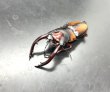 画像1: ミラビリスノコギリ　♂６５ｍｍ／♀３５ｍｍ　成虫ペア (1)