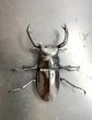 画像2: フキヌキシカクワガタ　♂５７ｍｍ／♀３３ｍｍ　成虫ペア　 (2)