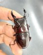 画像3: レギウスオオツヤクワガタ　♂７０ｍｍ／♀４３ｍｍ成虫ペア　 (3)