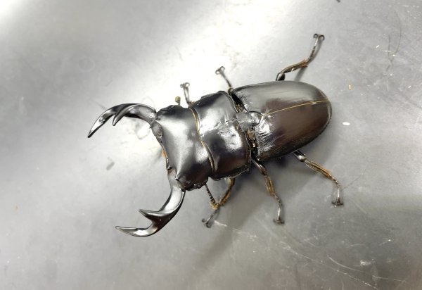 画像1: ベトナムクルビデンス　♂６４ｍｍ単品 (1)