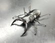 画像2: トクノシマノコギリクワガタ　♂５８ｍｍ／♀３５ｍｍ　成虫ペア　 (2)