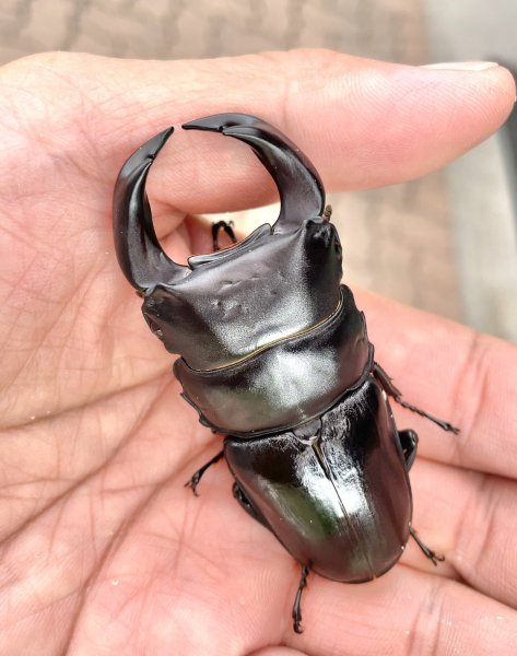 画像1: ■極太血統■ホペイオオクワガタ　♂７５ｍｍ／♀４４ｍｍ　成虫ペア (1)