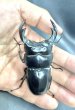 画像3: ブータンアンタエウス　♂８４ｍｍ／♀４８ｍｍ　成虫ペア　 (3)