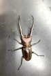画像2: メタリフェルホソアカクワガタ（ブルーパープル血統）　♂６３ｍｍ成虫ペア　 (2)