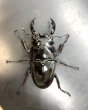 画像2: レギウスオオツヤクワガタ　♂７１ｍｍ／♀４７ｍｍ成虫ペア　 (2)