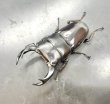 画像2: インドクルビデンス　♂７３ｍｍ／♀４２ｍｍ　成虫ペア　 (2)