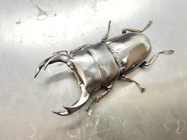 画像1: インドクルビデンス　♂７３ｍｍ／♀４２ｍｍ　成虫ペア　 (1)