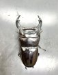 画像2: ブータンアンタエウス　♂８５ｍｍ／♀４９ｍｍ　成虫ペア　 (2)