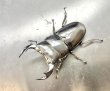 画像1: インドアンタエウス（ロヒット）　♂８１ｍｍ／♀４６ｍｍ　成虫ペア　 (1)