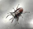 画像1: ボーリンフタマタクワガタ（バミノルム）　♂６１ｍｍ／♀４０ｍｍ (1)