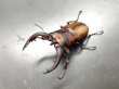 画像1: トカラノコギリクワガタ　♂６５ｍｍ／♀３５ｍｍＵＰ　成虫ペア　 (1)