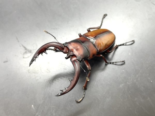 画像1: トカラノコギリクワガタ　♂６５ｍｍ／♀３５ｍｍＵＰ　成虫ペア　 (1)