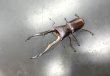 画像1: メタリフェルホソアカクワガタ（ブルーパープル血統）　♂７１ｍｍ成虫ペア　B 品 (1)