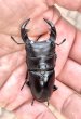 画像2: ■極太血統■ホペイオオクワガタ　♂５８ｍｍ／♀４０ｍｍ　成虫ペア (2)
