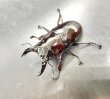 画像1: レギウスオオツヤクワガタ　♂６４ｍｍ／♀３８ｍｍ成虫ペア　 (1)