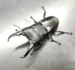画像1: ヒラタクワガタ（岡山県倉敷市）　♂６１ｍｍ／♀３６ｍｍ　成虫ペア　 (1)