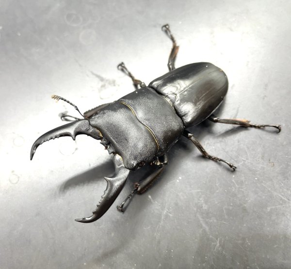 画像1: ヒラタクワガタ（岡山県倉敷市）　♂６１ｍｍ／♀３６ｍｍ　成虫ペア　 (1)
