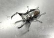 画像1: フキヌキシカクワガタ　♂５５ｍｍ／♀３１ｍｍ　成虫ペア　 (1)