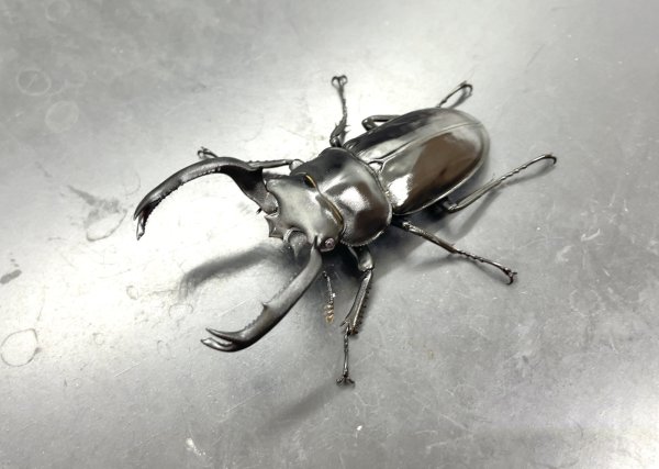 画像1: フキヌキシカクワガタ　♂５５ｍｍ／♀３１ｍｍ　成虫ペア　 (1)