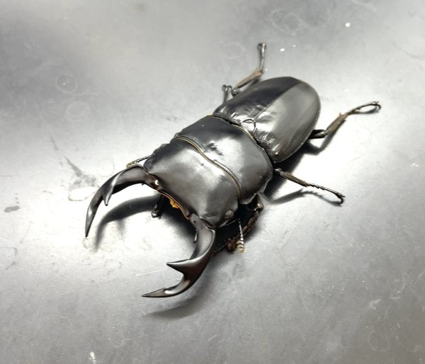 画像1: ベトナムクルビデンス　♂６７ｍｍ♀３９ｍｍ成虫ペア　 (1)