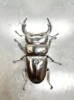 画像2: インドアンタエウス（ロヒット）　♂８１ｍｍ／♀４６ｍｍ　成虫ペア　 (2)