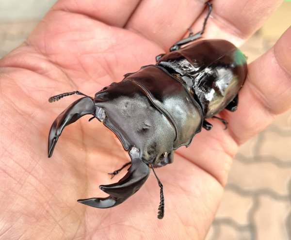 画像1: 台湾オオクワガタ　♂７４ｍｍ／♀４４ｍｍ／♀４３ｍｍ　成虫トリオ　 (1)
